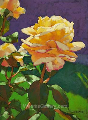 Sunlit Rose by Sarah Blumenschein